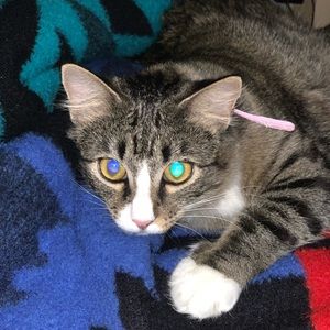 Meet your Posher, Dylan